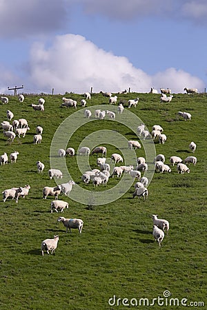 Sheep and lamb grazing Stock Photo