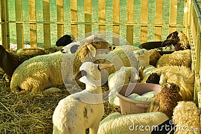 Sheep and lamb lying on straw in a stable Stock Photo