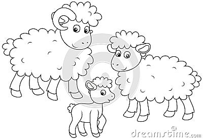 Sheep, lamb and ram Vector Illustration