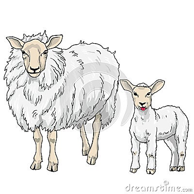 Sheep and Lamb, Vector Illustration Vector Illustration