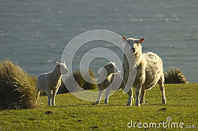 Sheep and lambs Stock Photo