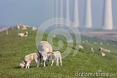 Sheep with lambs at dike near Dutch wind turbine farm Stock Photo