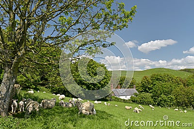 Sheep and lambs in field, Abbotsbury Stock Photo