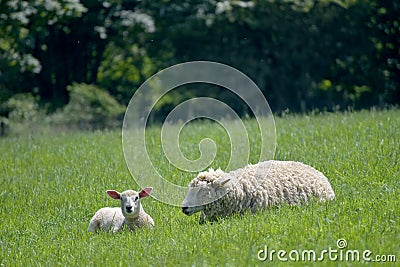 Sheep and lambs in field, Abbotsbury Stock Photo