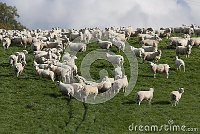 Sheep and lambs grazing Stock Photo