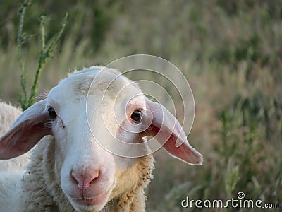 Sheep lambs wool animal milk natural meat food farm Stock Photo