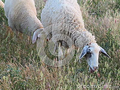 Sheep lambs wool animal milk natural meat food farm Stock Photo