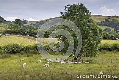 Sleepy Welsh sheep, fields and trees Stock Photo