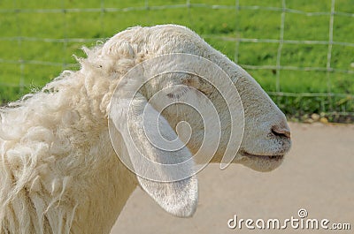 Sheep Stock Photo