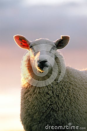 Sheep looking Stock Photo