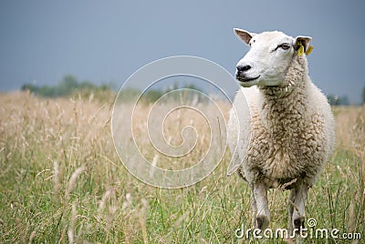 Sheep looking aside Stock Photo