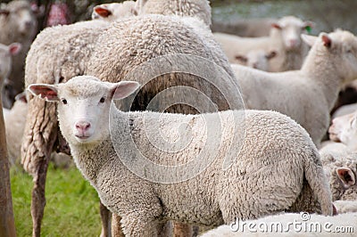 Sheep looking at the camera. Stock Photo
