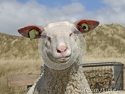 Sheep looking cross eyed in the dunes of the Netherlands. Stock Photo