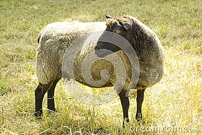 Sheep Looking Left Stock Photo