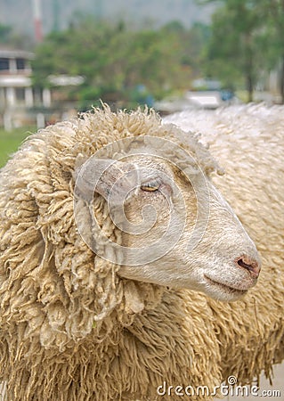 Sheep Stock Photo