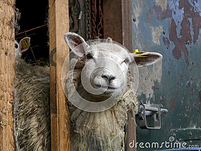 Sheep looks, peeks through the shelves of the stable, with a bunch of straws in her wool. Stock Photo