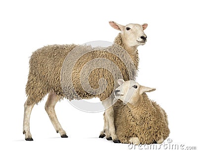 Sheep lying in front of another standing Stock Photo
