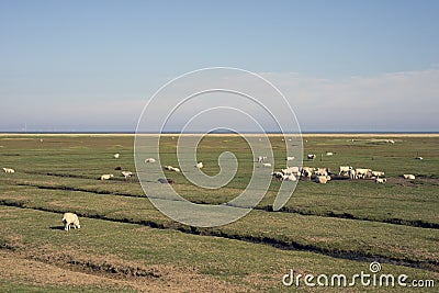 Sheep on Mando Island Stock Photo