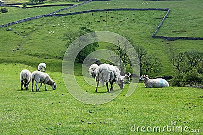 Sheep, Meadows and Old Stone Walls near Malham Cove, Malhamdale, Yorkshire Dales, England, UK Stock Photo