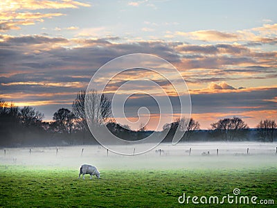 Sheep in the mist - Sunset Stock Photo