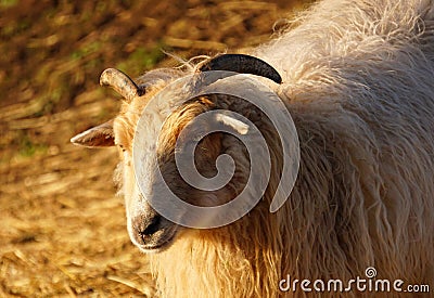 Sheep in the morning sunshine during golden hour. Grazing in nature. Sheep that follows and lives in groups. Herd with leader. Stock Photo