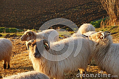 Sheep in the morning sunshine during golden hour. Grazing in nature. Stock Photo