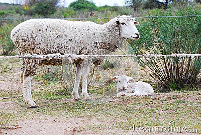 Sheep mother with her baby Stock Photo