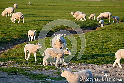 Sheep mother with lambs baby on pasture Stock Photo