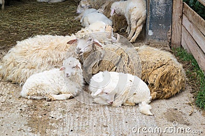 Sheep mother with little lambs Stock Photo