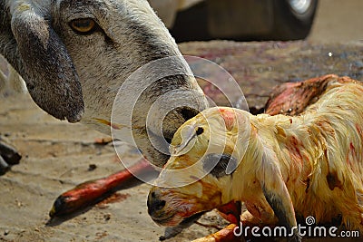 Sheep mother and New born baby Stock Photo