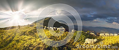 Sheep on a mountain pasture Stock Photo