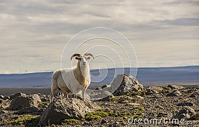 Sheep in Mountains on Iceland Stock Photo