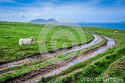 Sheep and Muddy Tracks Stock Photo