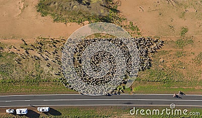 sheep muster in outback Queensland Stock Photo