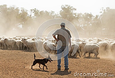 Sheep mustering in outback New South Wales Stock Photo