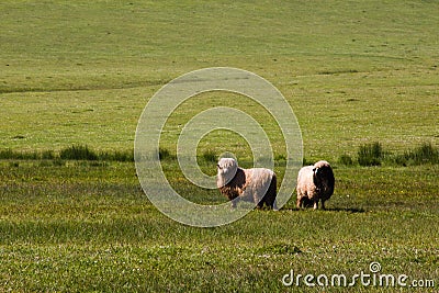 Sheep nature animals Stock Photo