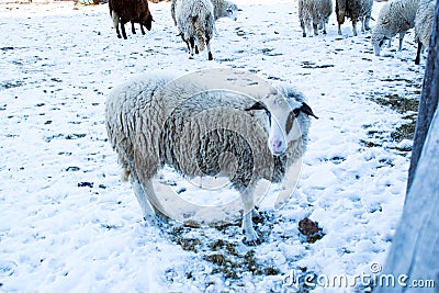 Sheep in nature on meadow. Farming outdoor Stock Photo