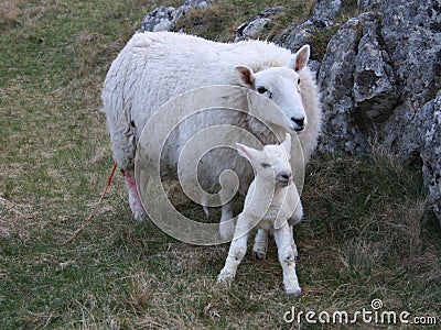 Sheep with newborn lamb Stock Photo