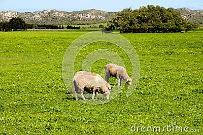 Sheep Pasture Stock Photo