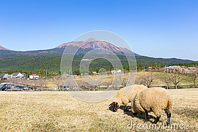 Sheep pasture with mount Kirishima Stock Photo