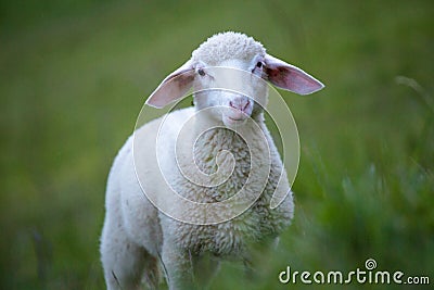 Sheep Stock Photo