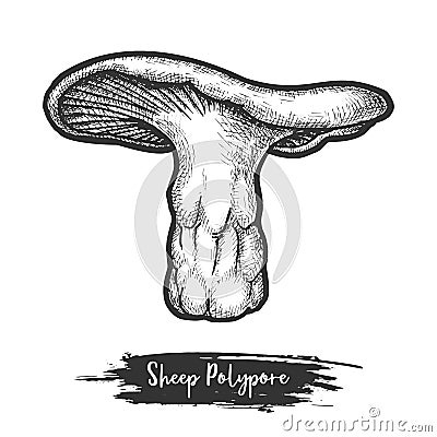 Sheep polypore sketch. Sweet tooth or wood urchin Vector Illustration