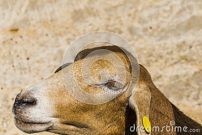 Sheep Portrait Stock Photo