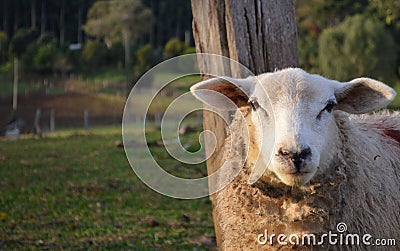 Sheep posing Stock Photo