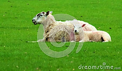 Sheep Quadrupedal - Ruminant Mammal Stock Photo