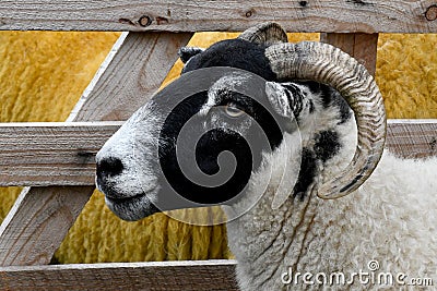 Sheep Ram head framed in pallet background with other sheep infill Stock Photo