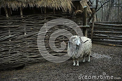 Sheep ram standing in the cattle pen, Ukrainian traditional rural homestead, reconstruction of 17 century Stock Photo