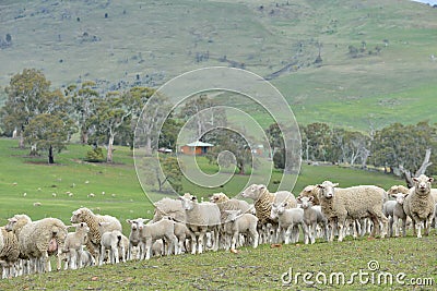 Sheep in Ranch New Zealand farm Stock Photo