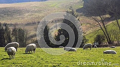 Sheep relaxing, Northumberland UK Stock Photo