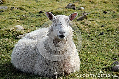 Sheep Stock Photo